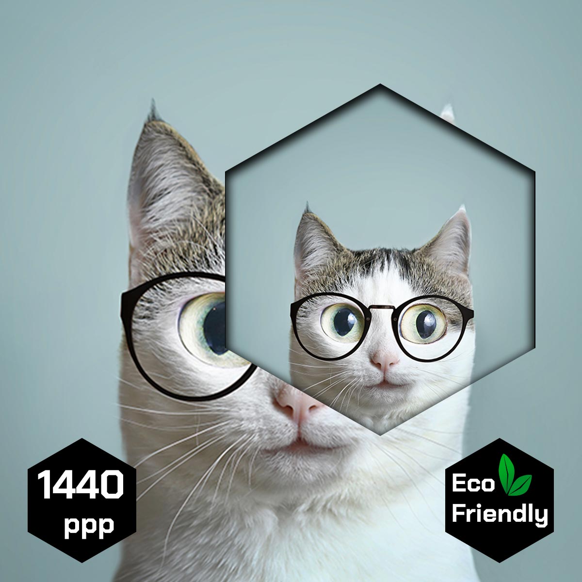 Gato con lentes