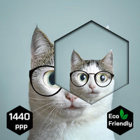 Gato con lentes