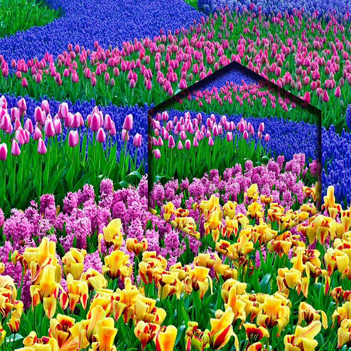 Flores En El Campo