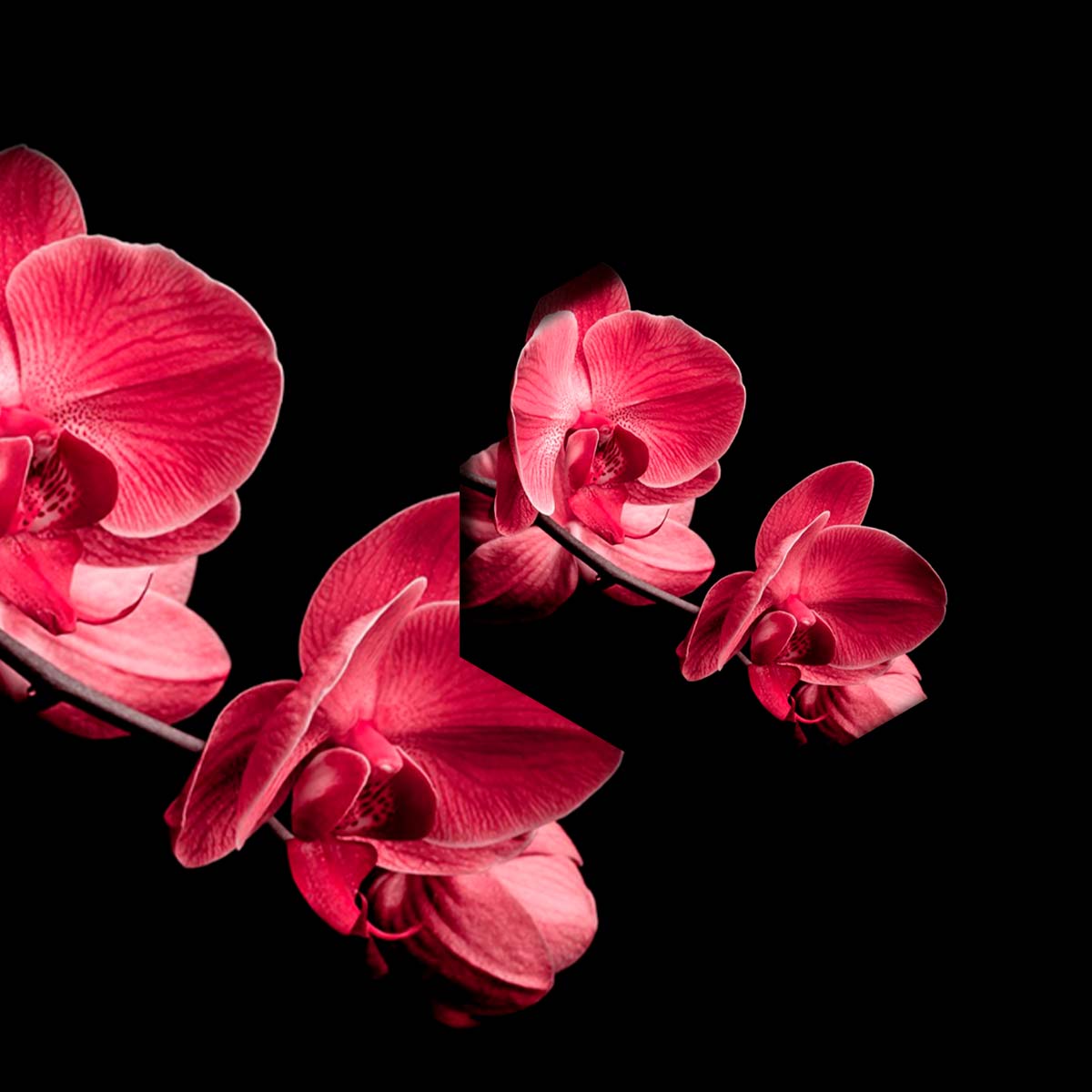 Orquidea en Negro