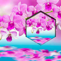 Orquideas Reflejo