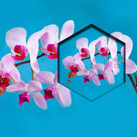 Orquideas Rosas