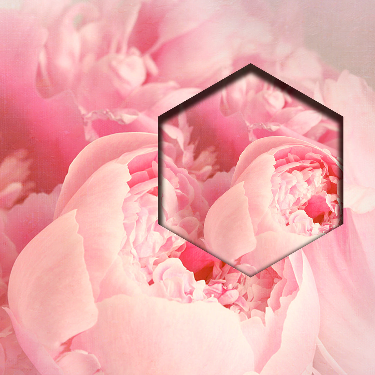 Peonias Rosas