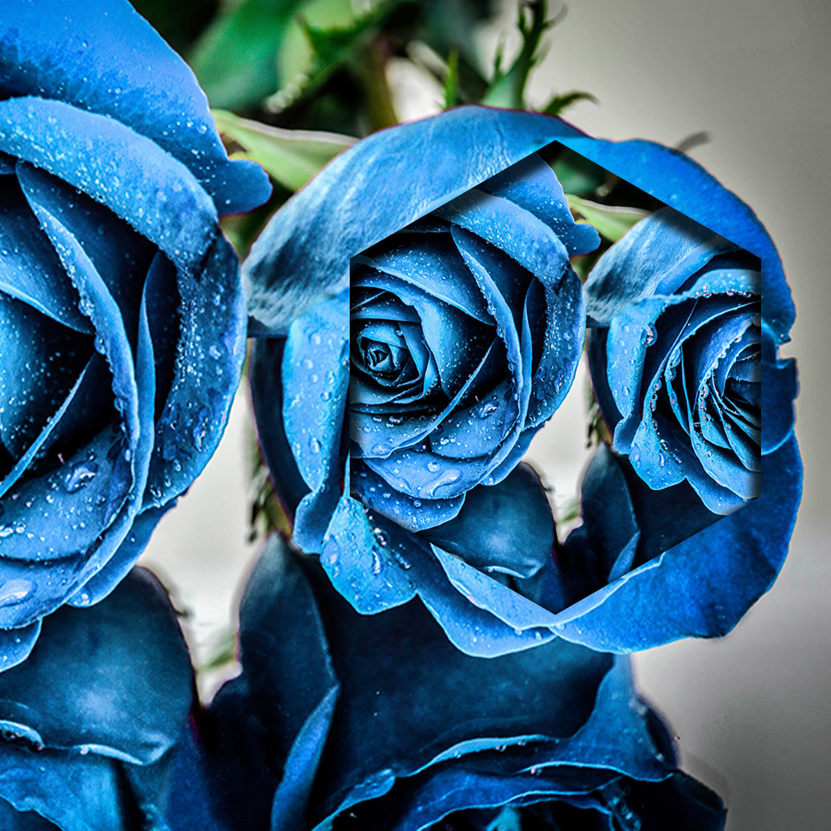 Rosas Azules con Gotas