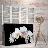 Orquideas Blancas