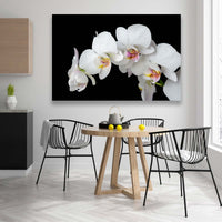 Orquideas Blancas