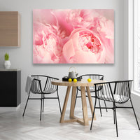 Peonias Rosas