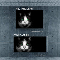 Gato con ojos verdes