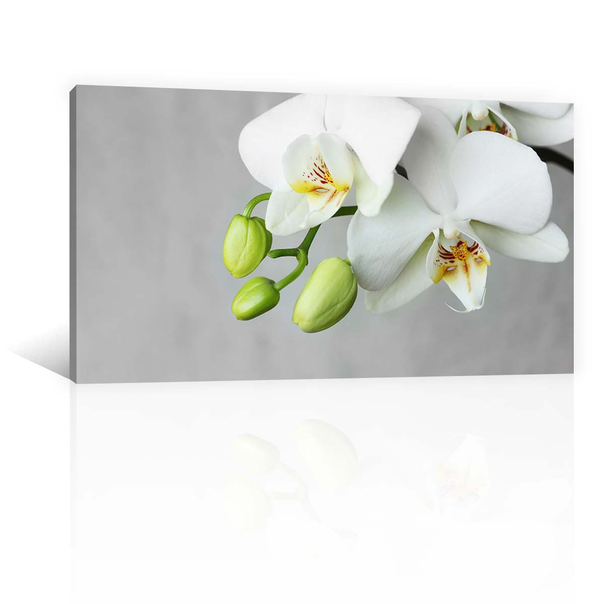 Flores Orquidea