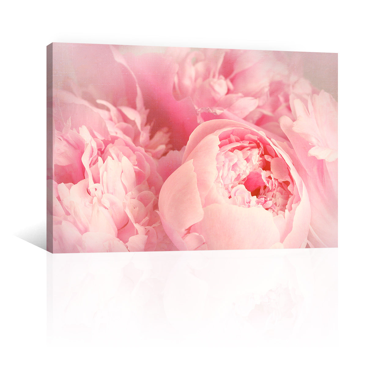 Peonias Rosas