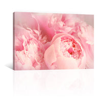 Peonias Rosas