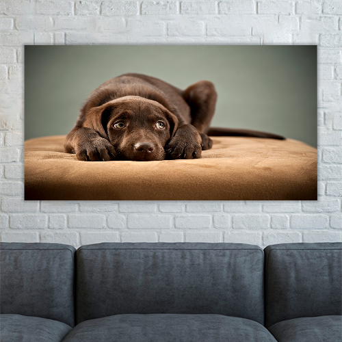 Puppy on Ottoman