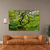 Old Japanese Maple