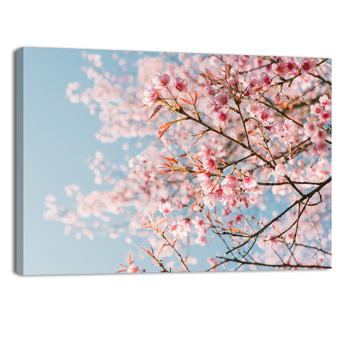 Pink Cherry Blossom