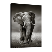 Elephant Approach