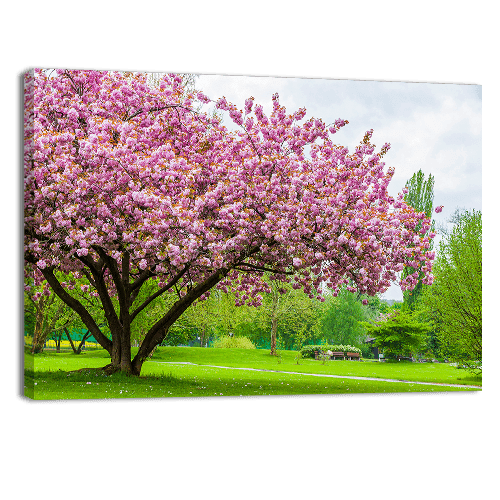 Sakura Tree