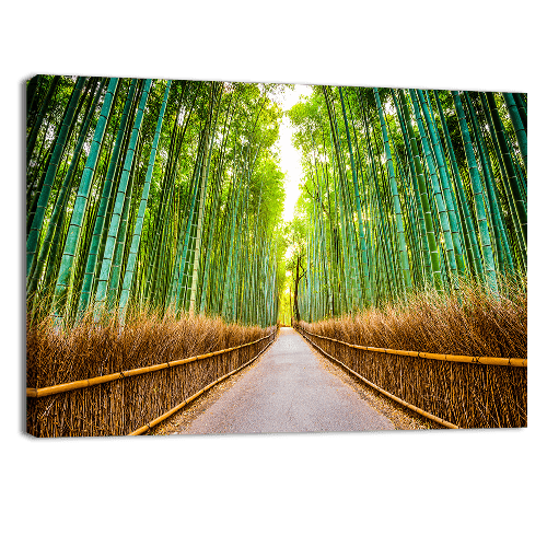 Bamboo Forest of Kyoto