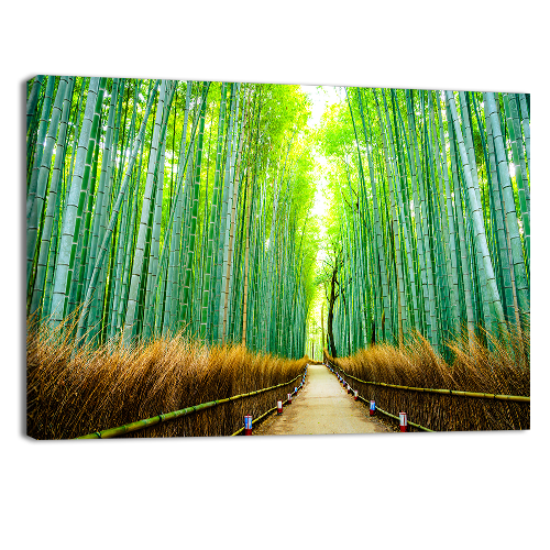 Bamboo forest in Japan