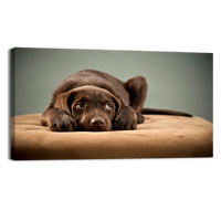 Puppy on Ottoman