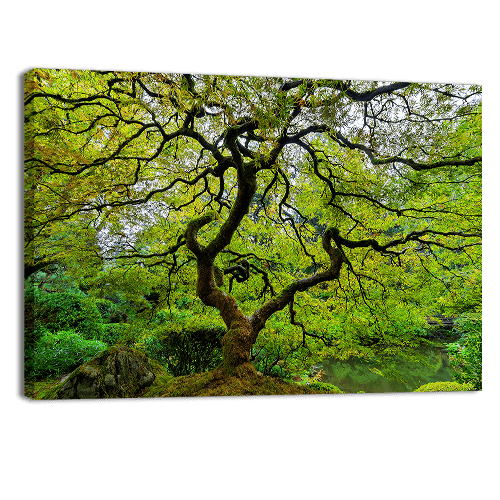 Old Japanese Maple