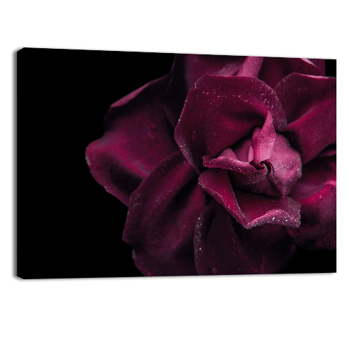 Dark red rose