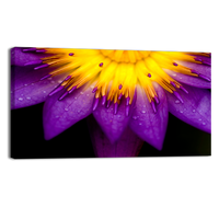 Purple lotus