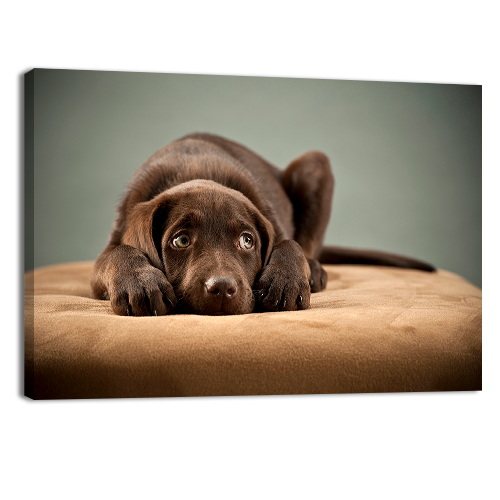 Puppy on Ottoman