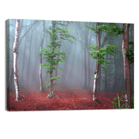 Foggy Mystic