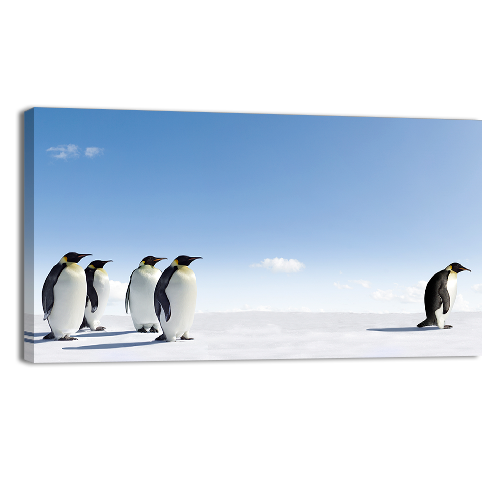 Emperor Penguins