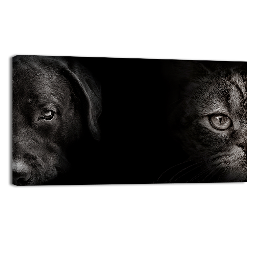 Cat and Dog