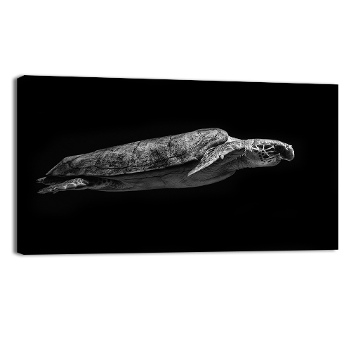 Sea Turtle Swimming in the Sea