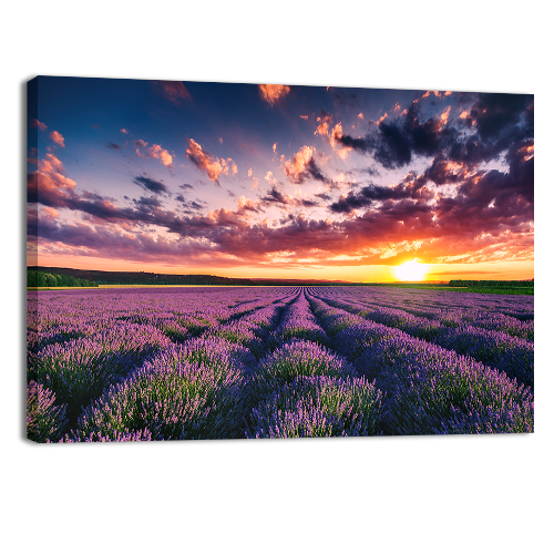 Blooming Lavander