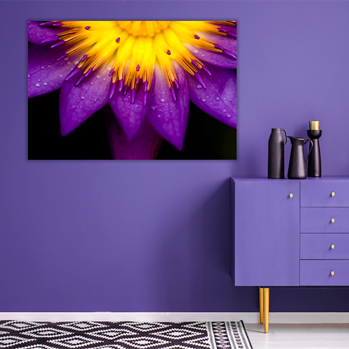 Purple lotus