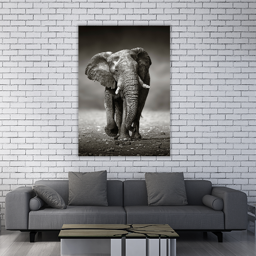 Elephant Approach
