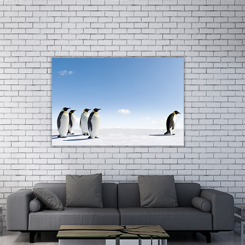 Emperor Penguins