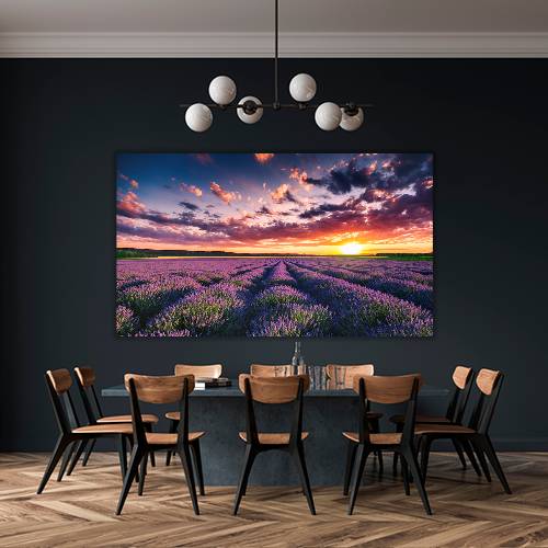 Blooming Lavander