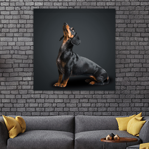 Dachshund Dog looks Up