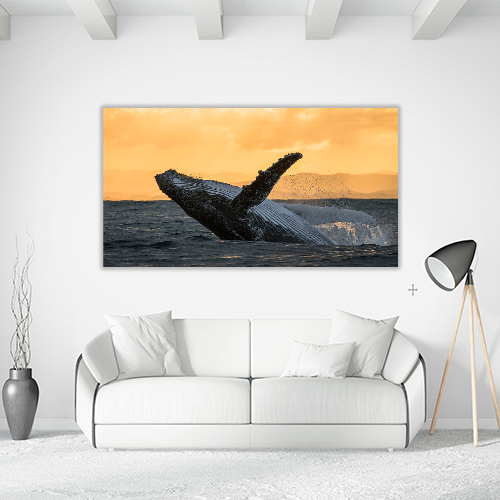 Humpback jump