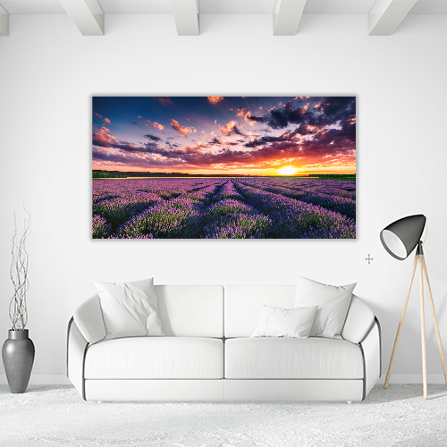 Blooming Lavander