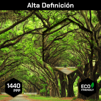 Bosque Antiguo Y Vereda