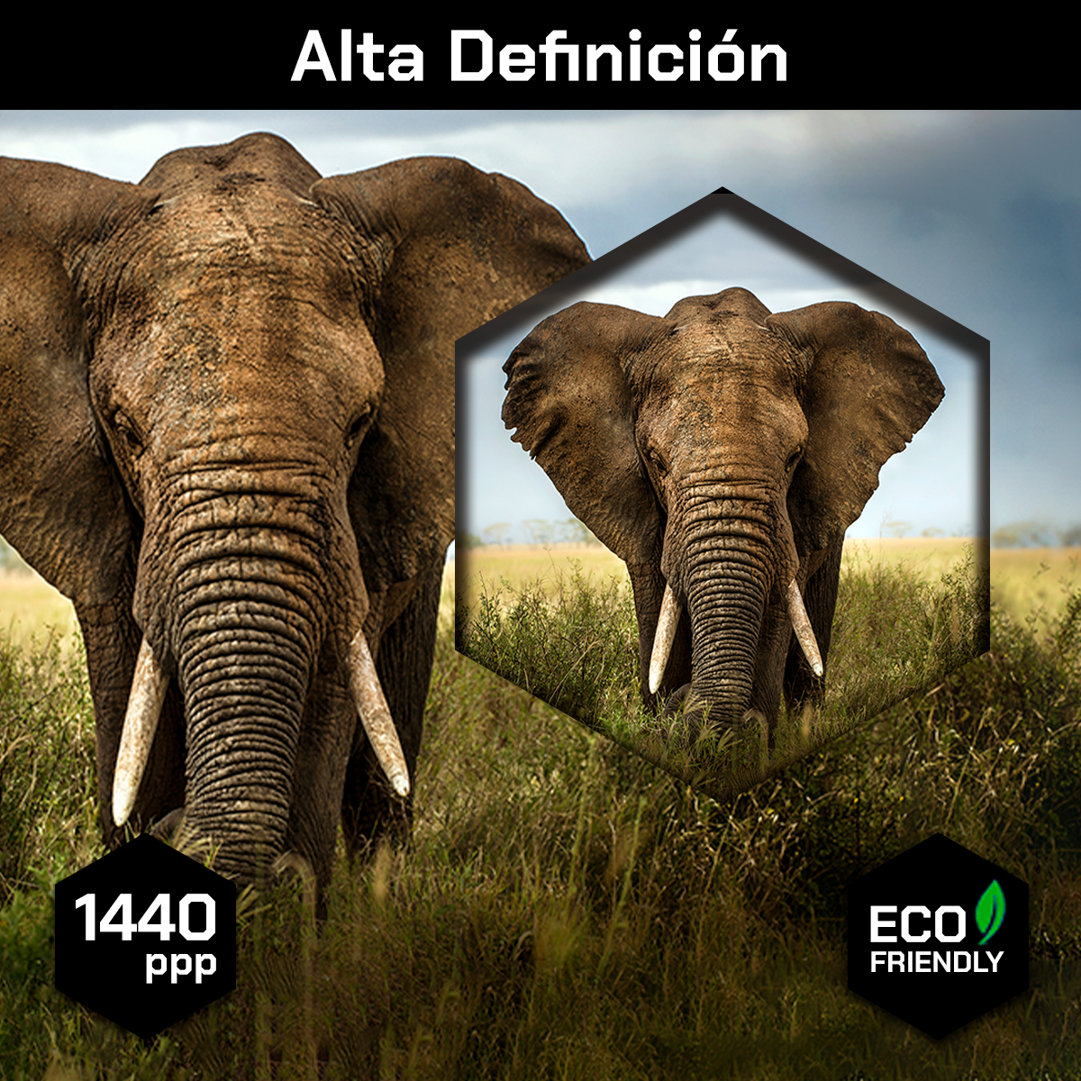 Elefante Entre Pastizal