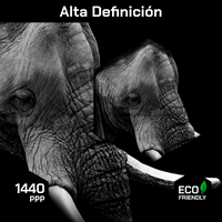 Elefante Retrato Perfil