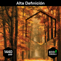 Bosque Sendero De Otoño