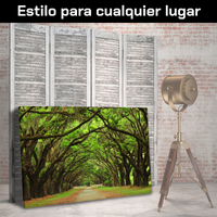 Bosque Antiguo Y Vereda