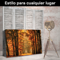 Bosque Sendero De Otoño