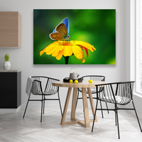 Flores Y Mariposa Azulada