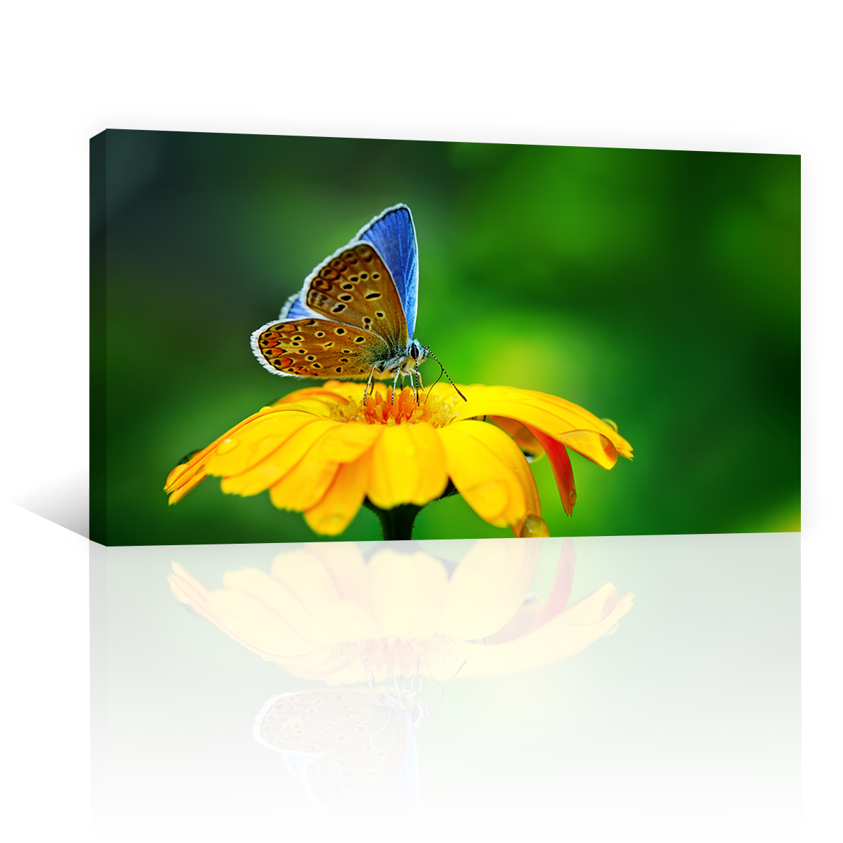 Flores Y Mariposa Azulada