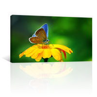 Flores Y Mariposa Azulada