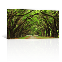 Bosque Antiguo Y Vereda