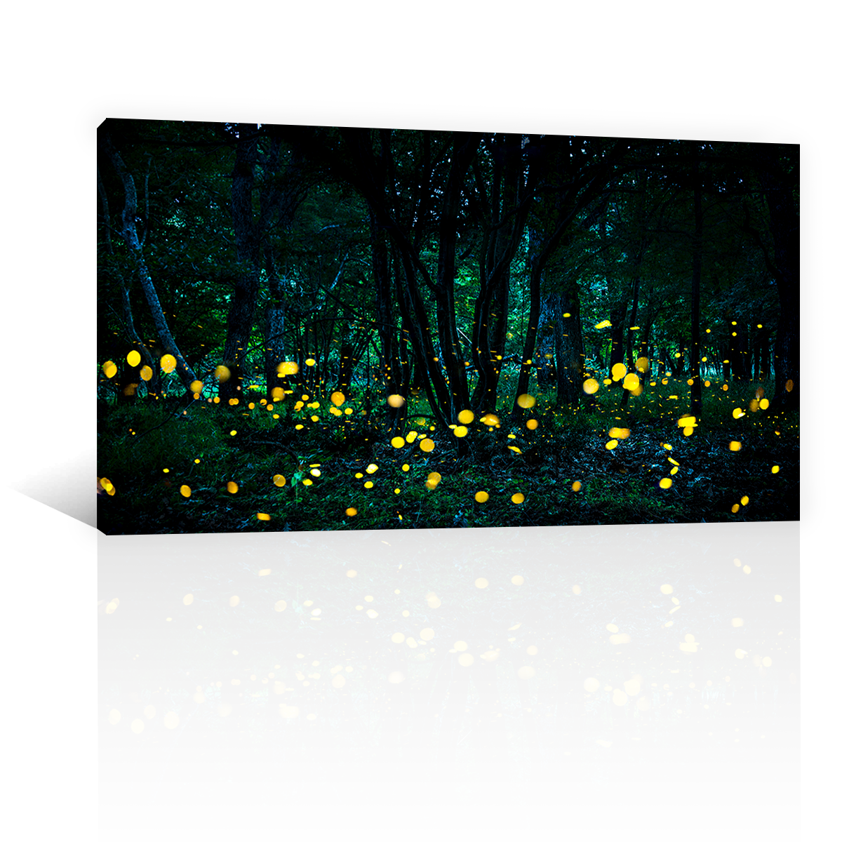 Bosque Luciernaga